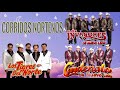 Cardenales De Nuevo León, Los Invasores De Nuevo Leon, Tigres Del Norte Mega Mix ||  Puros Corridos