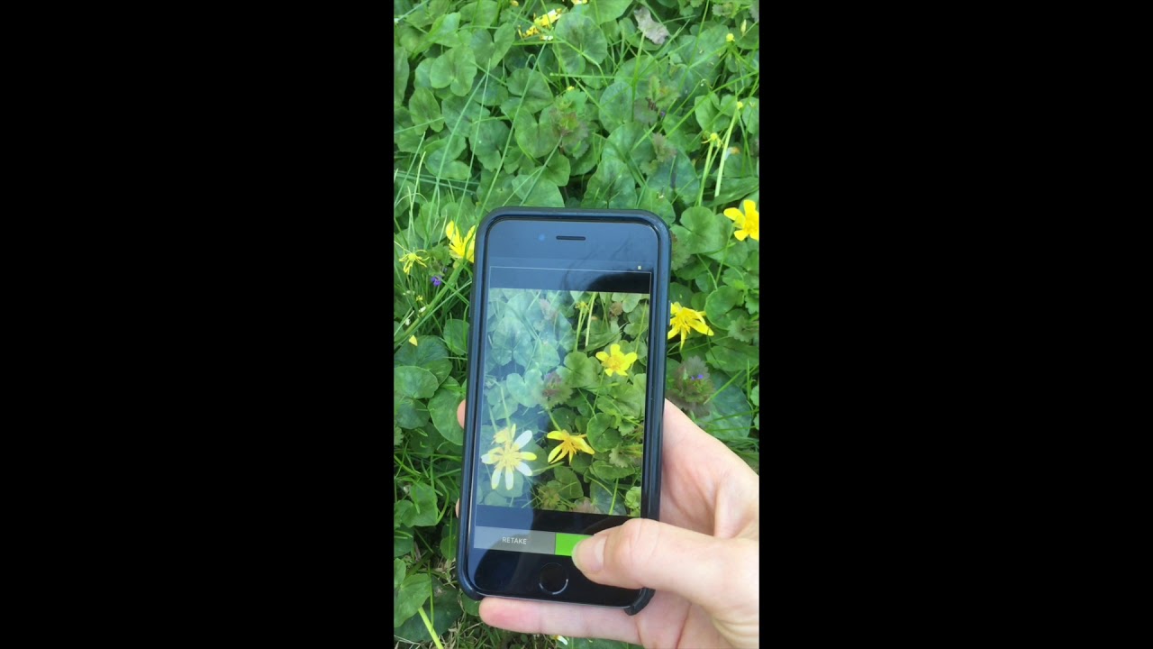 Learn to use iNaturalist to ID Plants w. Long Island Invasive Species Management Area