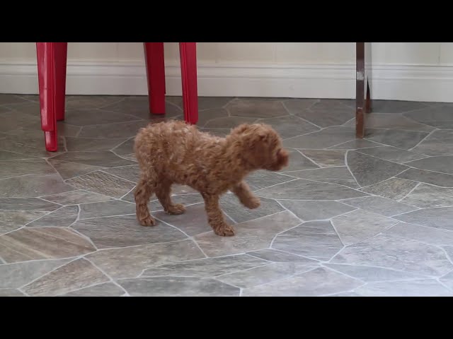 Annabella video thumbnail