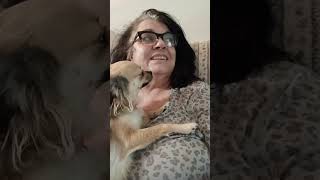 #dogtv #chihuahua #puppy #therealgypsysoul #pets #funny #love