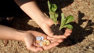 Bury Pennies Around Your Plant And See What Happens - Natural Health