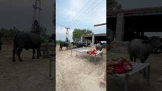 simple village Punjab Pakistan#wellay_pendu #villagelife #shortsvideo #pindaalyejutt #youtubeshorts