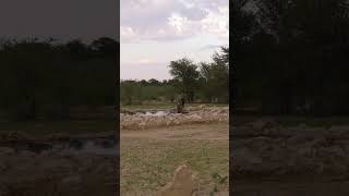 Rare Encounter: Brown Hyena Drinking at a Waterhole