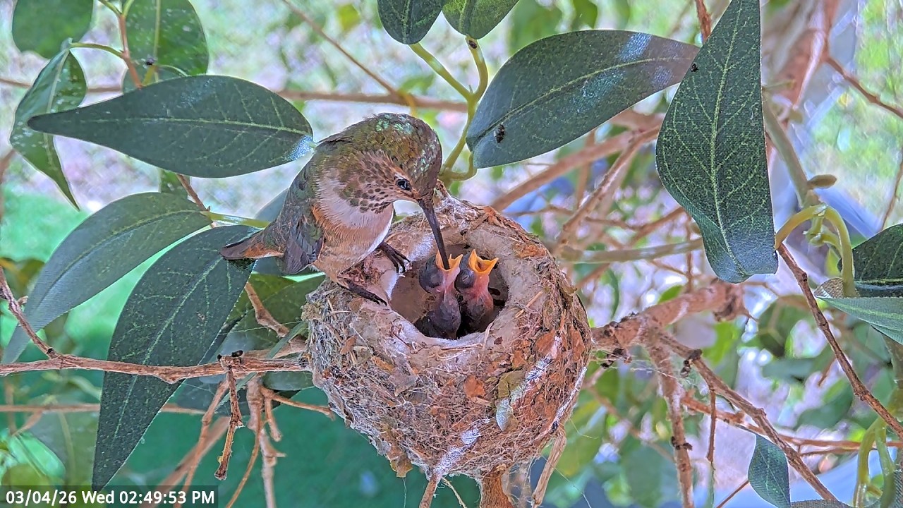 Watch Lily Feed Her Tiny Chicks Ash (3 Days) & Amber (4 Days) | Allen’s Hummingbird. #hummingbirds