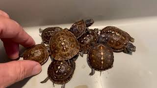Last 12 EB Turtles of 2025, Good and Bad about each Hatching.