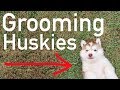 Grooming A Siberian Husky - How To Do It, What You Need, And How To Maintain Being Clean!