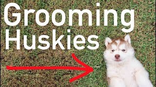 Grooming A Siberian Husky  How To Do It, What You Need, And How To Maintain Being Clean!