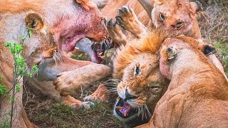Gara-gara Berebut Wilayah Teritori, Sesama Singa Saling Bvnvh! 5 Momen Pertarungan Singa Sampai M4t1