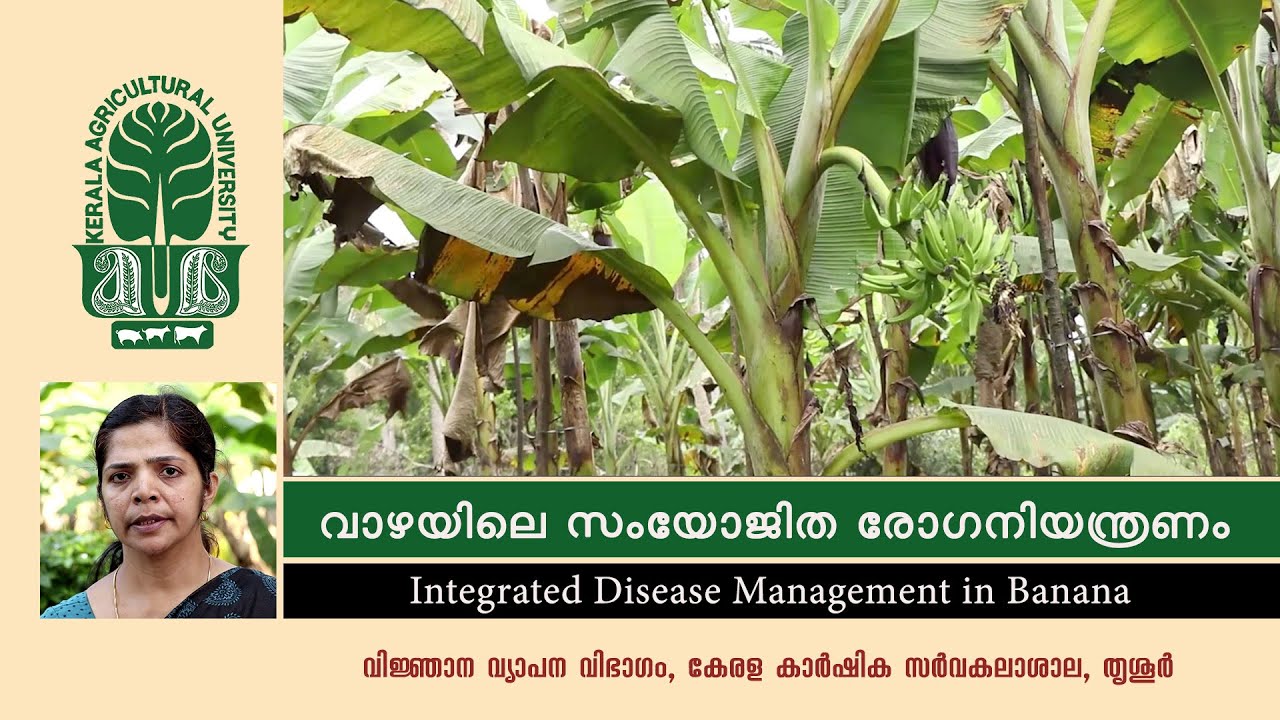 വാഴയിലെ സംയോജിത രോഗനിയന്ത്രണം