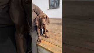 Special edition chocolate Italian bracco /weimaraner@wedrussa.sweden #puppy #doglover #cute#pets