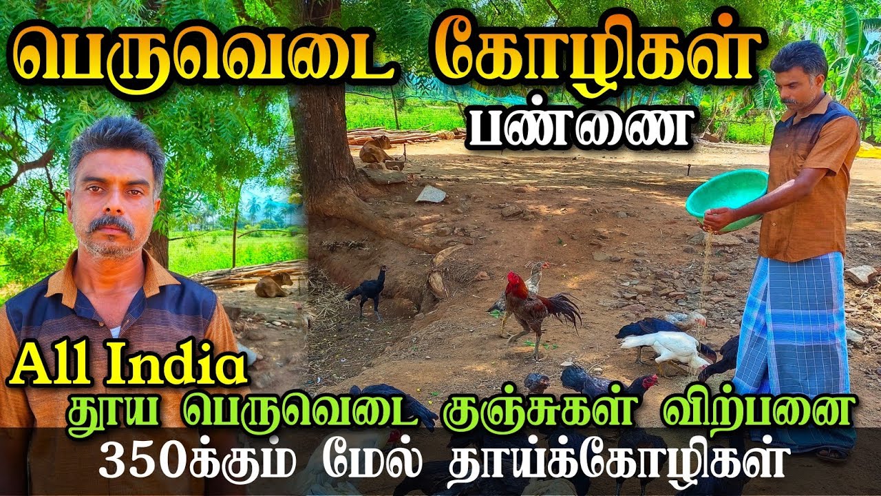 300 தூய பெருவெடை கோழிகளில்  இருந்து குஞ்சுகள் உற்பத்தி | கோழிகள், வாத்துகள், நாய்கள், ஆடுகள் விற்பனை
