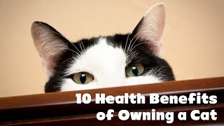 10 Health Benefits of Owning a Cat | Animals Unlimited | Sameer Gudhate by Animals Unlimited 98 views 5 years ago 6 minutes, 20 seconds