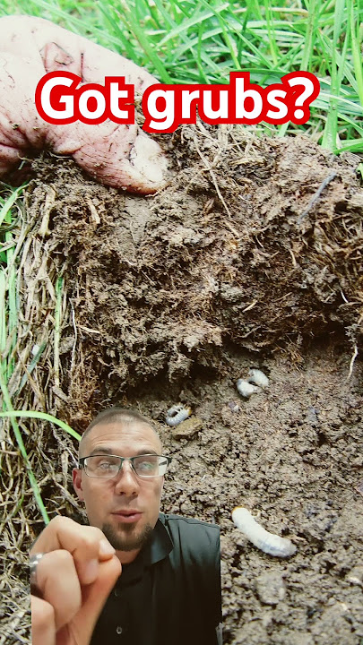 What are grubs? How to prevent grub damage to my lawn? #grubs #lawncare #lawnfertilizer #grubdamage
