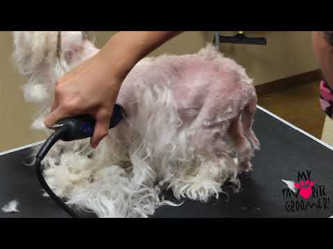 Video: Sår muskler i hunder