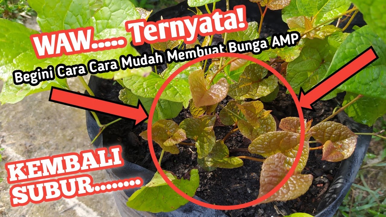 Siklus Mekar Bunga Air Mata Pengantin: Berapa Lama Waktu yang Dibutuhkan? Panduan Lengkap untuk Pecinta Tanaman