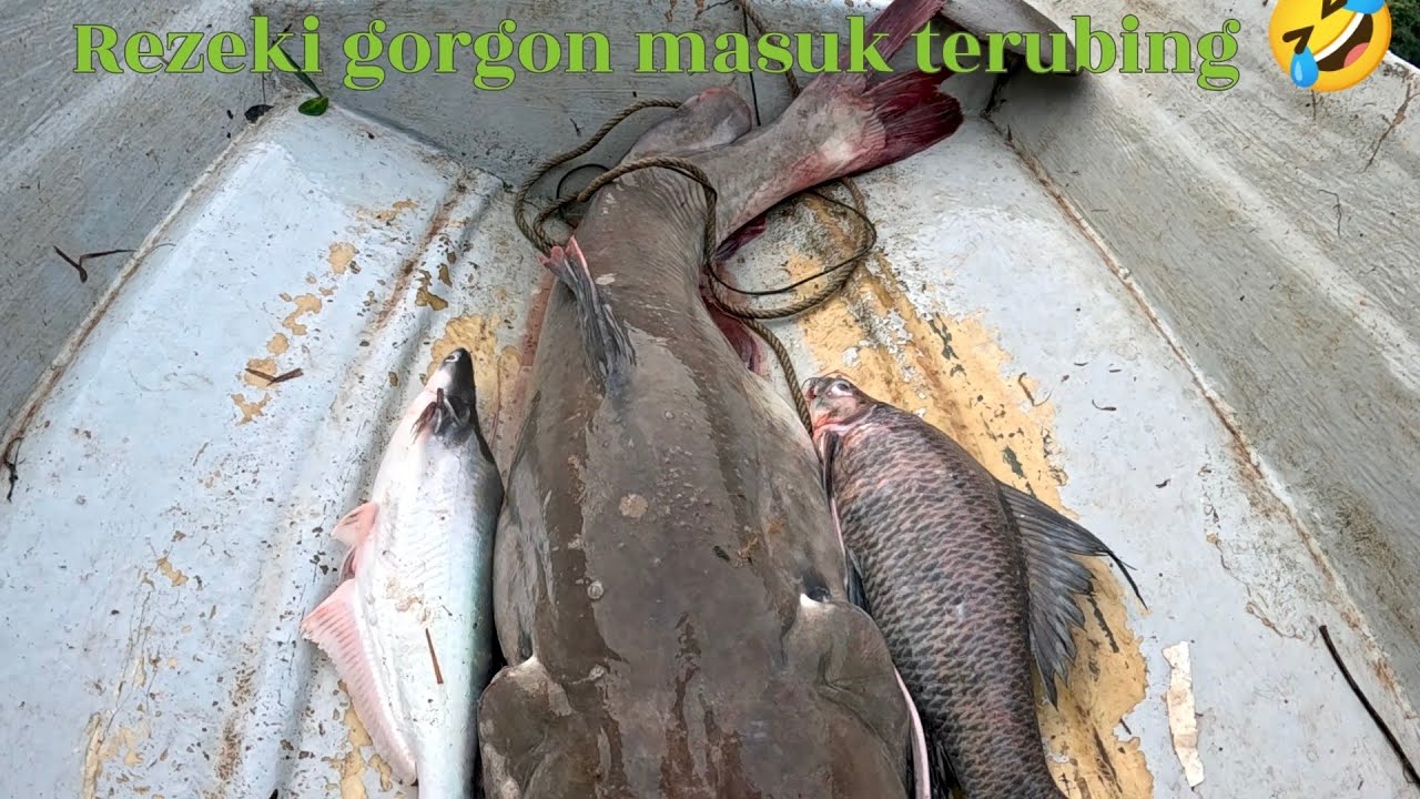 Rezeki gorgon masuk terubing 🤣