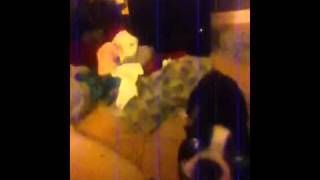 Bella Hates Harmonicas
To a ridiculous extent. Bella Hates Harmonicas