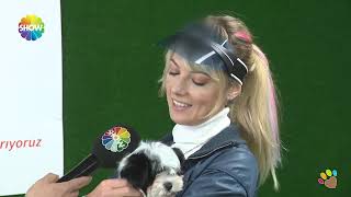 Şebnem Schaefer Çiftliğimizi Ziyaretinde Morkie Yavrularımızla Biraraya Geldi