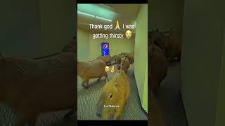 Nah ima grab a drink from that pop machine and chill with the capybaras. im safe right?