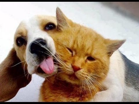 Video: Kan Katte En Honde Vreedsaam Saamleef?