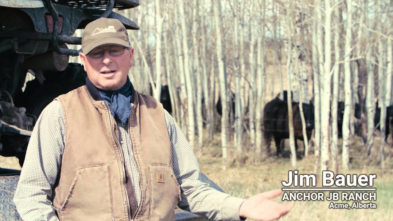 Winter Grazing Systems: Calving Time