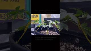 Mainline Part 2 ⏭ Second Topping ✂️ What’s your favourite way to train #growyourown #mainline