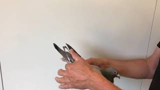 Descheemaecker Pigeon Center