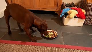 Alfie The Patterdale Terrier Smashes His Third Xmas Dinner