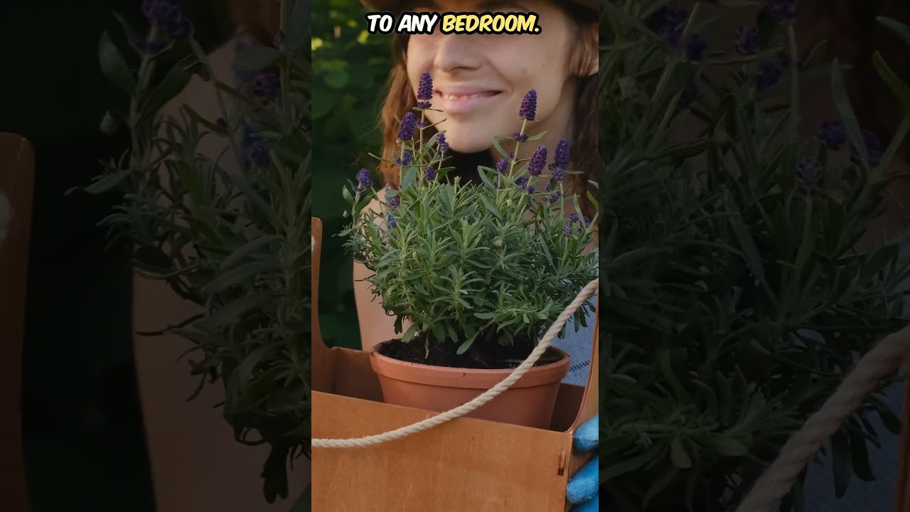 Best 5 Bedroom Plants for Better Sleep 🌿