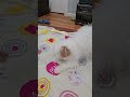 Max Playing #funny #dog #pet #cute #poodle