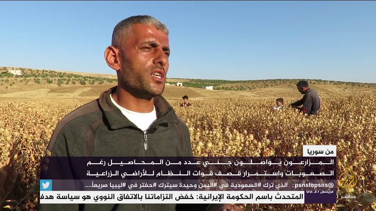 المزارعون يواصلون جني  المحاصيل رغم الصعوبات واستمرار قصف قوات النظام للأراضي الزراعية
