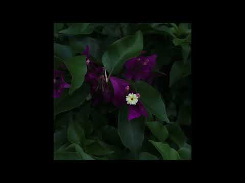 Late Afternoon- Morgan Powers