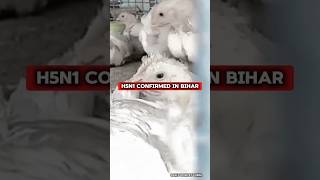 Patna mein Kyu Mar Diya murgiyon ko 😱  #Patna #BiharNews #BirdFlu #H5N1 #AvianInfluenza #ViralNews
