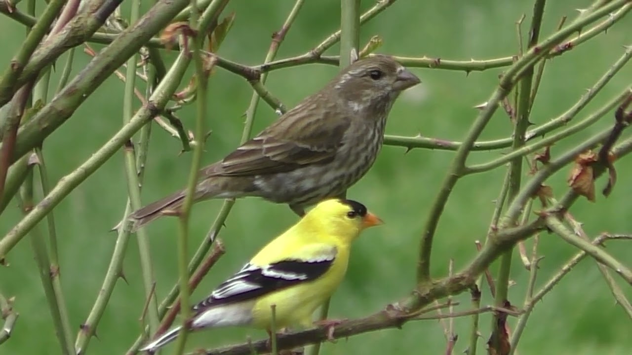 Vancouver Island, Canada. Pine Sisking and American Goldfinch Hang Out