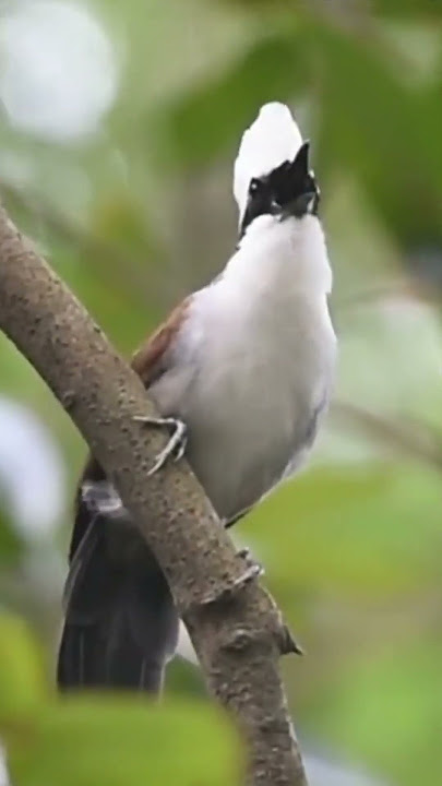 suara burung poksay jambul putih@D.Hewan.#kicauan#burung#poksayjambulputih#burungcantik#duniahewan