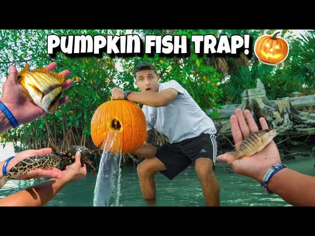Top 5 Best Fish Traps!! 