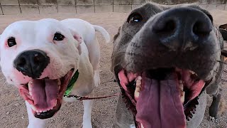 Dogs playing: Episode 32
