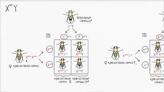 Томас Хант Морган и наследование мутаций у мушки дрозофилы (видео 8) | Классическая генетика