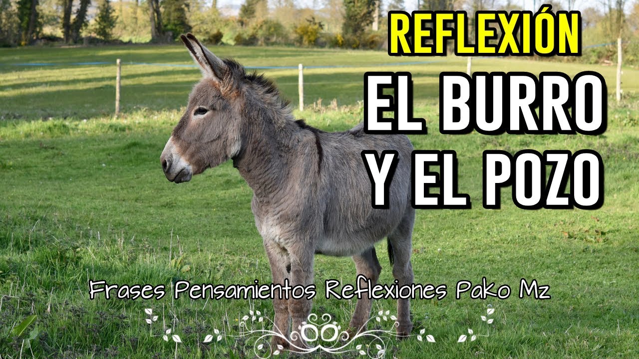 El Burro Y El Pozo | Reflexiones De La Vida | Frases Pensamientos Y