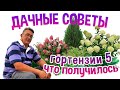 ДАЧНЫЕ СОВЕТЫ - ГОРТЕНЗИЯ КРУПНОЛИСТНАЯ часть 5/ЧТО ПОЛУЧИЛОСЬ/Уход и разведение в средней полосе