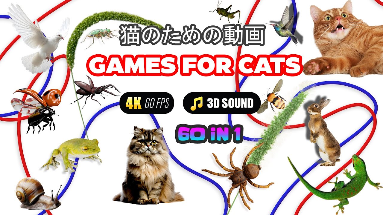 CAT GAMES | MAKE YOU KITTY HAPPIER EVERDAY | SPECIAL ESPIODE  [Streaming Platform] GAME FOR CAT