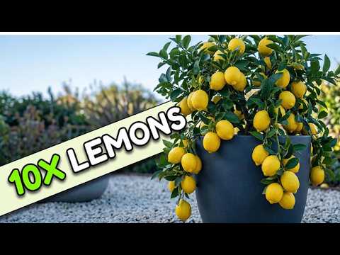 How to Get Your Lemon Tree to Produce 10x More Fruit
