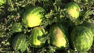 Karpuz ve Kavundan Muş Ekonomisine 75 Milyon TL’lik Katkı