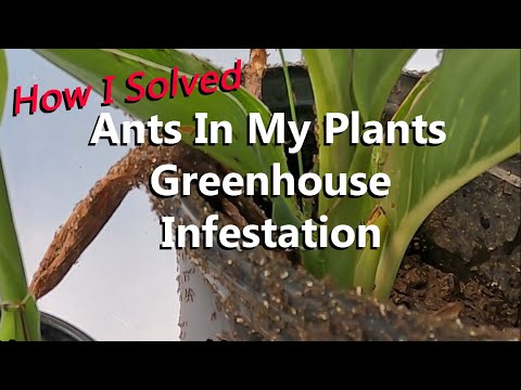 Ant Infestation in Greenhouse | No Trace of Dead Ants After Using Ant Bait to Rid Ants in Plants