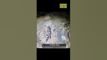 Gila Monster Walking