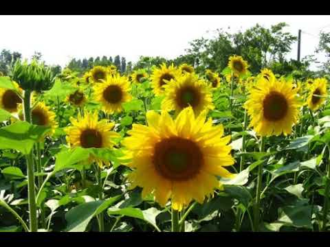 Video: Penjagaan Bunga Matahari Mexico - Maklumat Mengenai Tumbuhan Bunga Matahari Mexico Tithonia