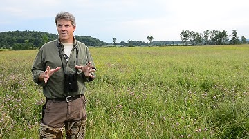 Bird on the Rebound: Popular Bobolink Spurs New Conservation Model