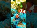 Clownfish Fun Facts! #facts #viralvideo #fish
