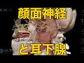 【顔面神経と耳下腺】術後合併症と神経の分岐位置との関連は?