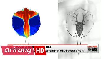 Scientists develop robotic stingray powered by light-activated muscle cells